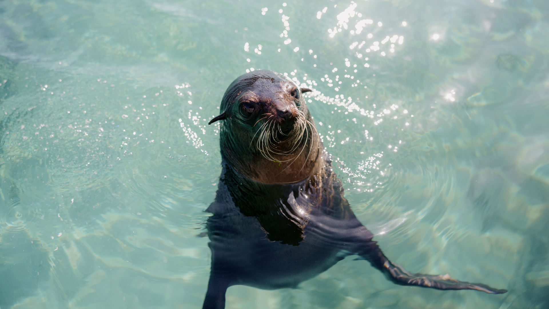 A sea lion with wet fur is swimming upright in clear blue-green water, looking up toward the camera with sunlight reflecting on the surface.