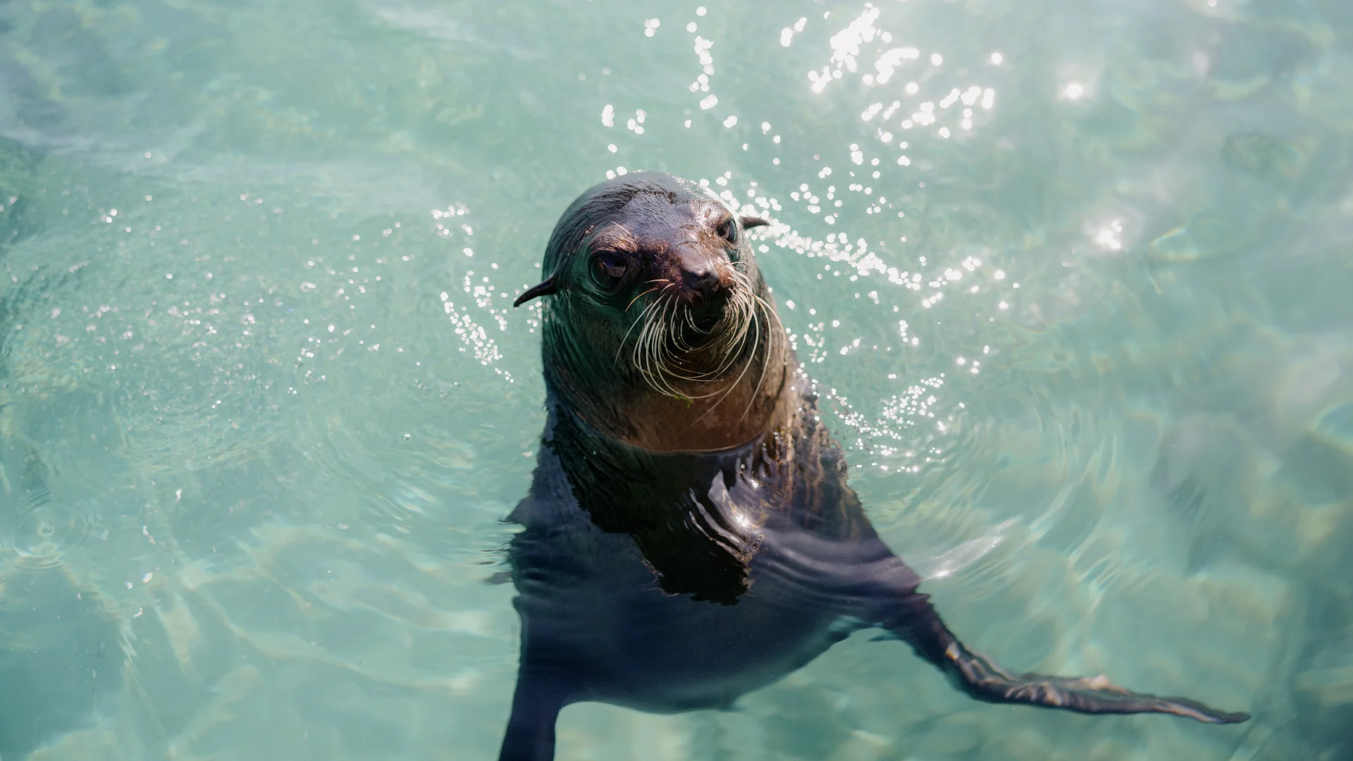 A sea lion with wet fur is swimming upright in clear blue-green water, looking up toward the camera with sunlight reflecting on the surface.