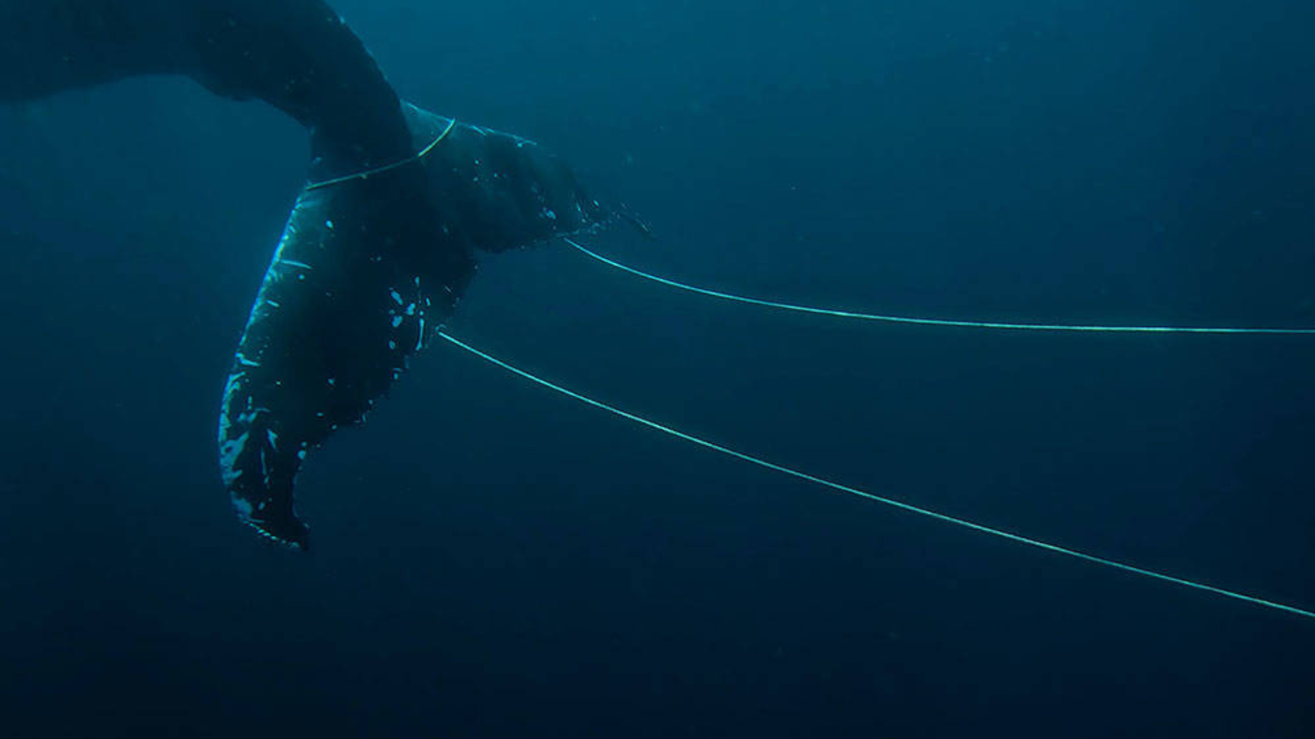 A whale tail is entangled in several lines of rope underwater, restricting its movement in the deep blue ocean.
