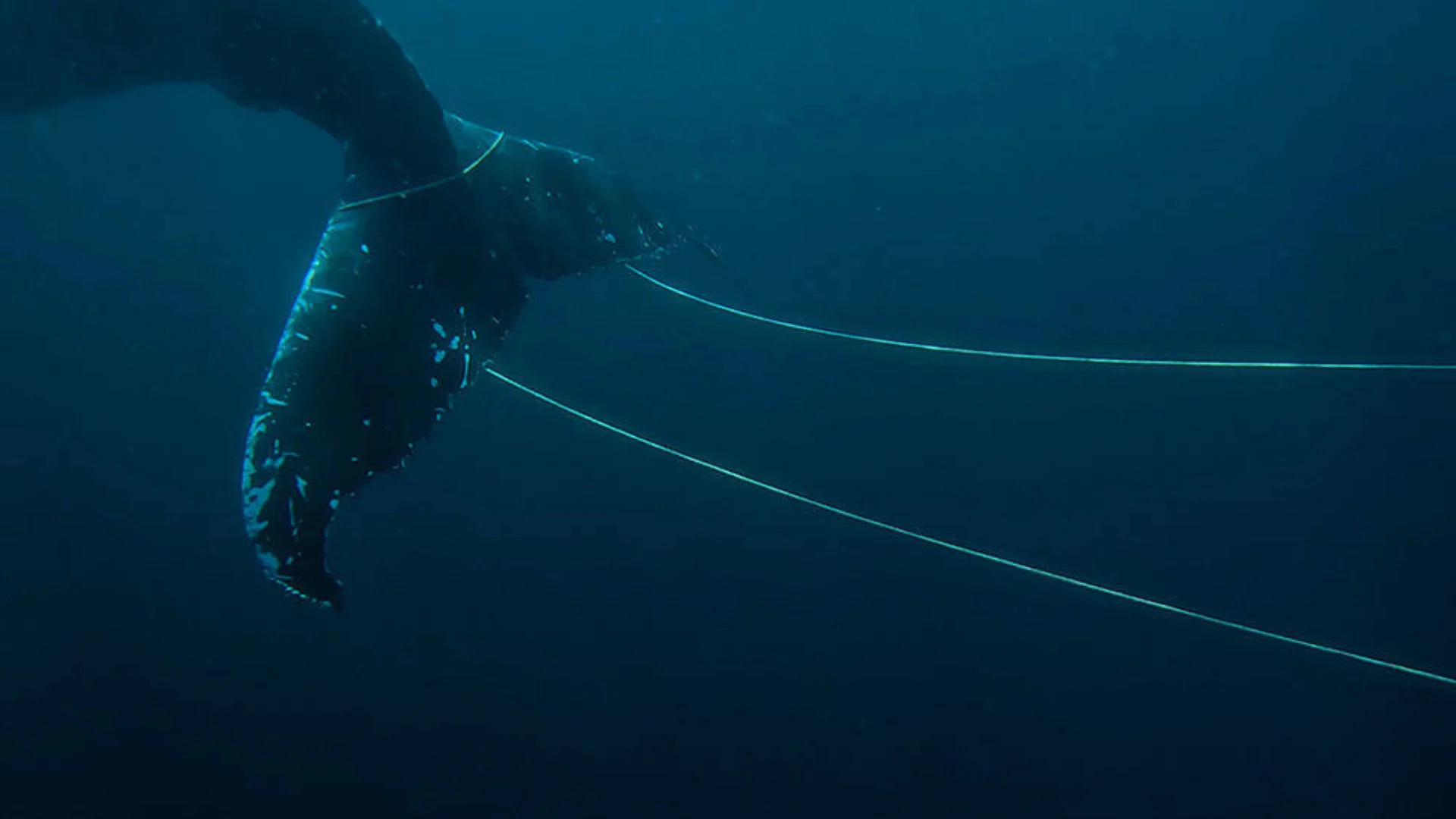 A whale tail is entangled in several lines of rope underwater, restricting its movement in the deep blue ocean.