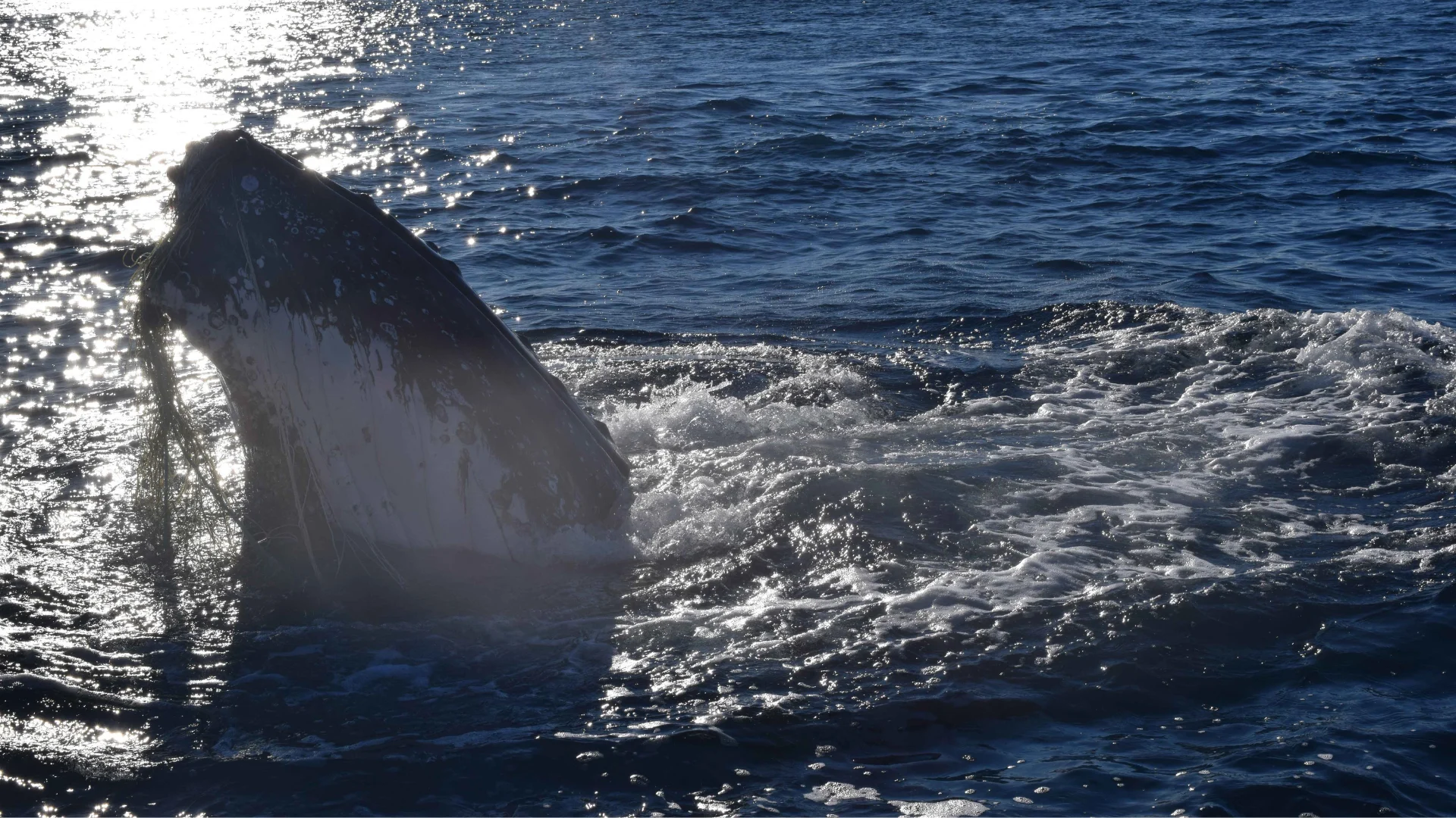 A whale partially emerges from the ocean, with its head and upper body breaking through the water’s surface. Sunlight reflects off the waves, creating a shimmering effect around the whale.