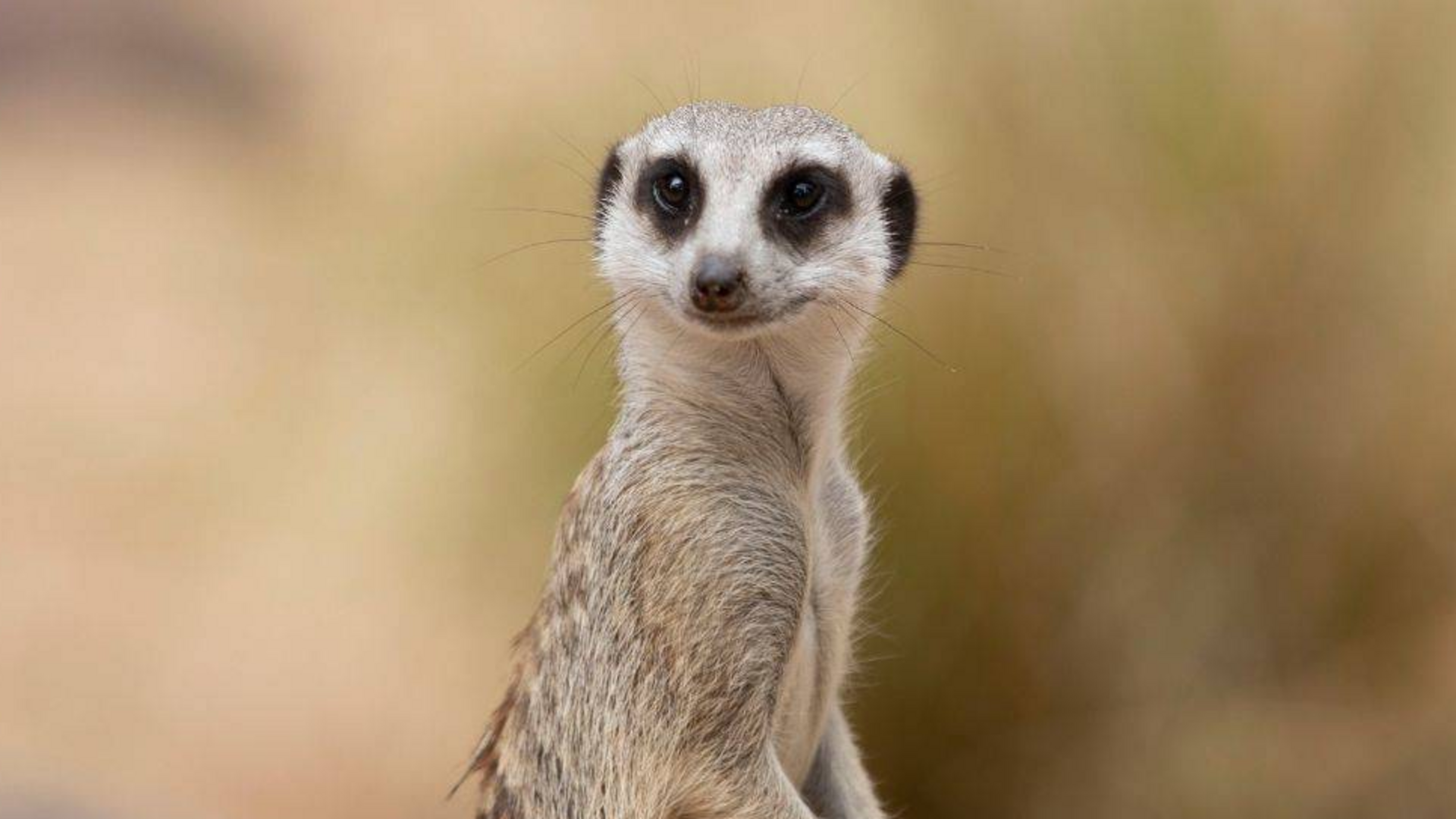 A meerkat sits upright on sandy ground, looking toward the camera with a neutral background.