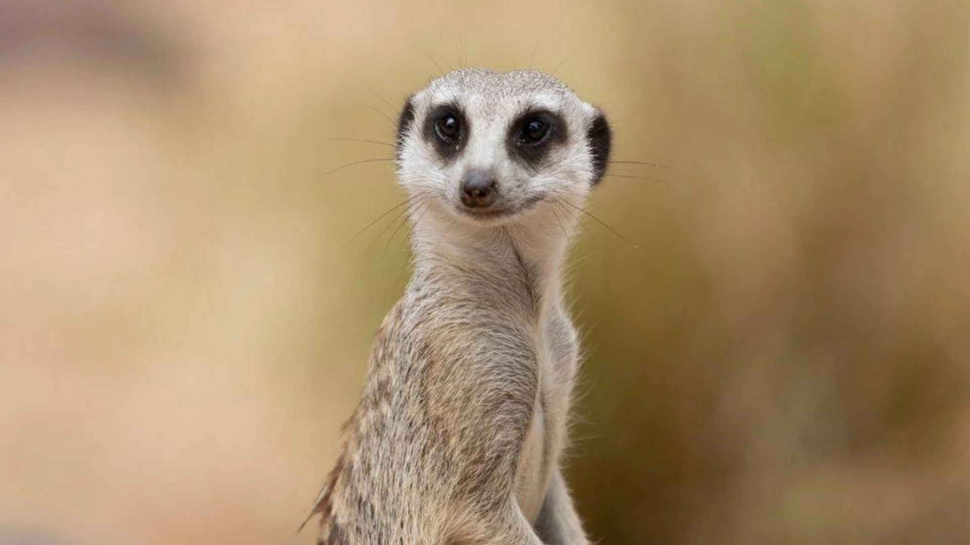 A meerkat sits upright on sandy ground, looking toward the camera with a neutral background.