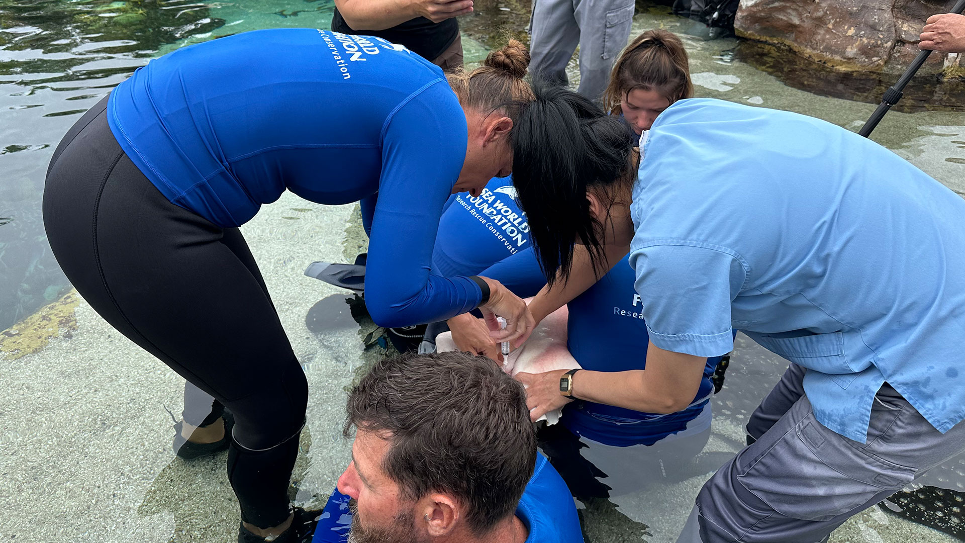 Several people wearing blue shirts tend to a stingray in shallow water, appearing to examine or care for the animal.