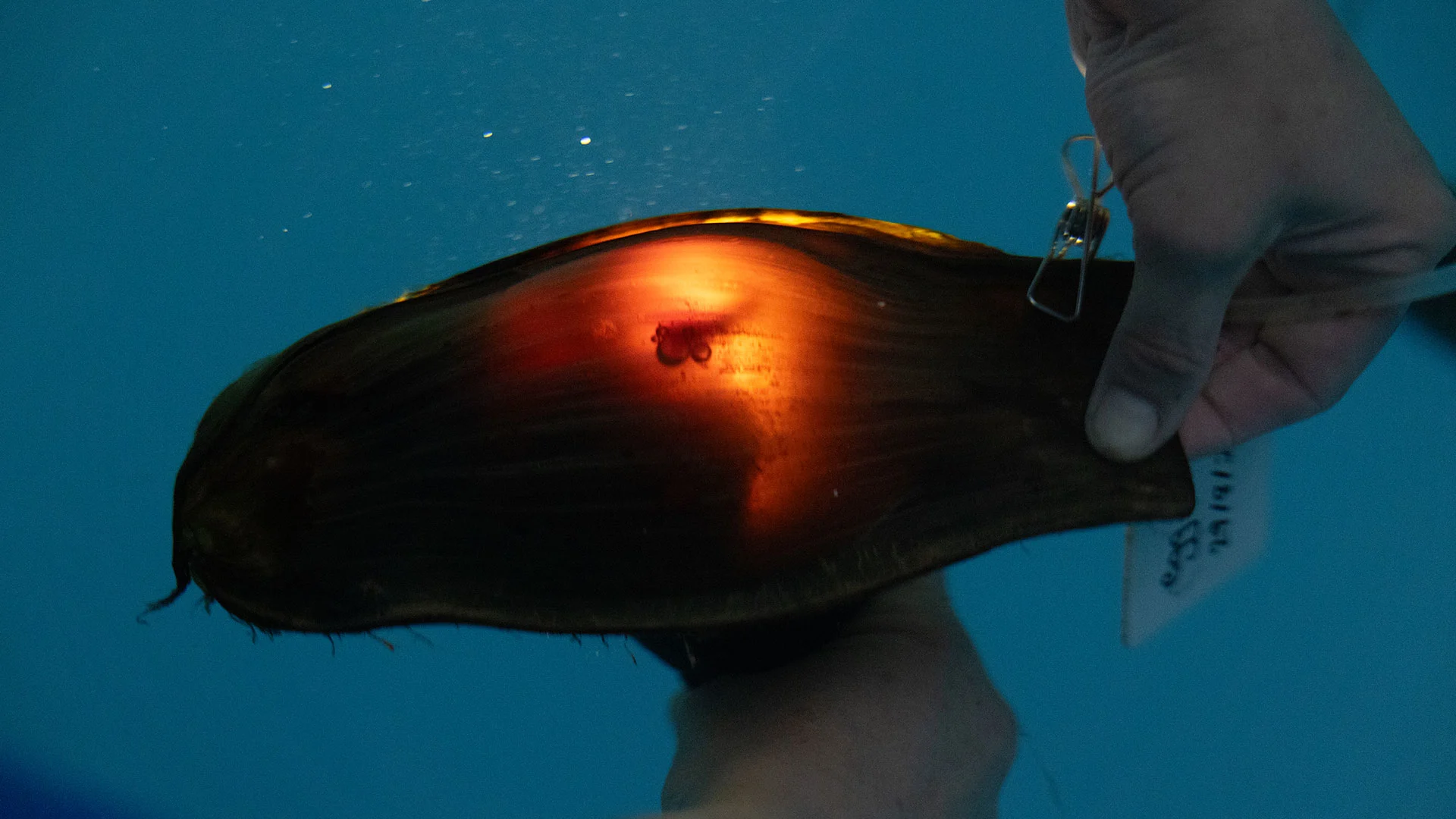 A person holds a translucent shark egg case against a light, revealing the silhouette of the developing embryo inside.