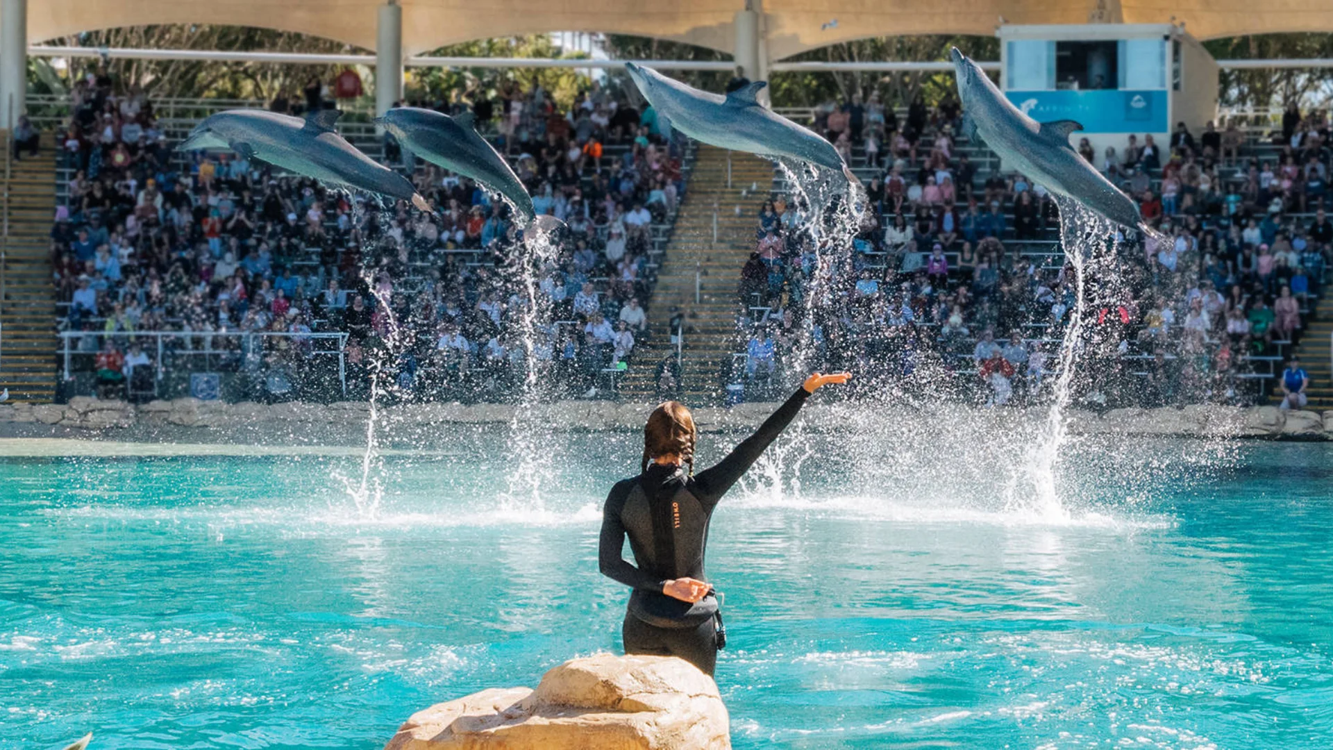 A trainer gestures while four dolphins leap in unison from a pool, with a large audience watching from the stands.