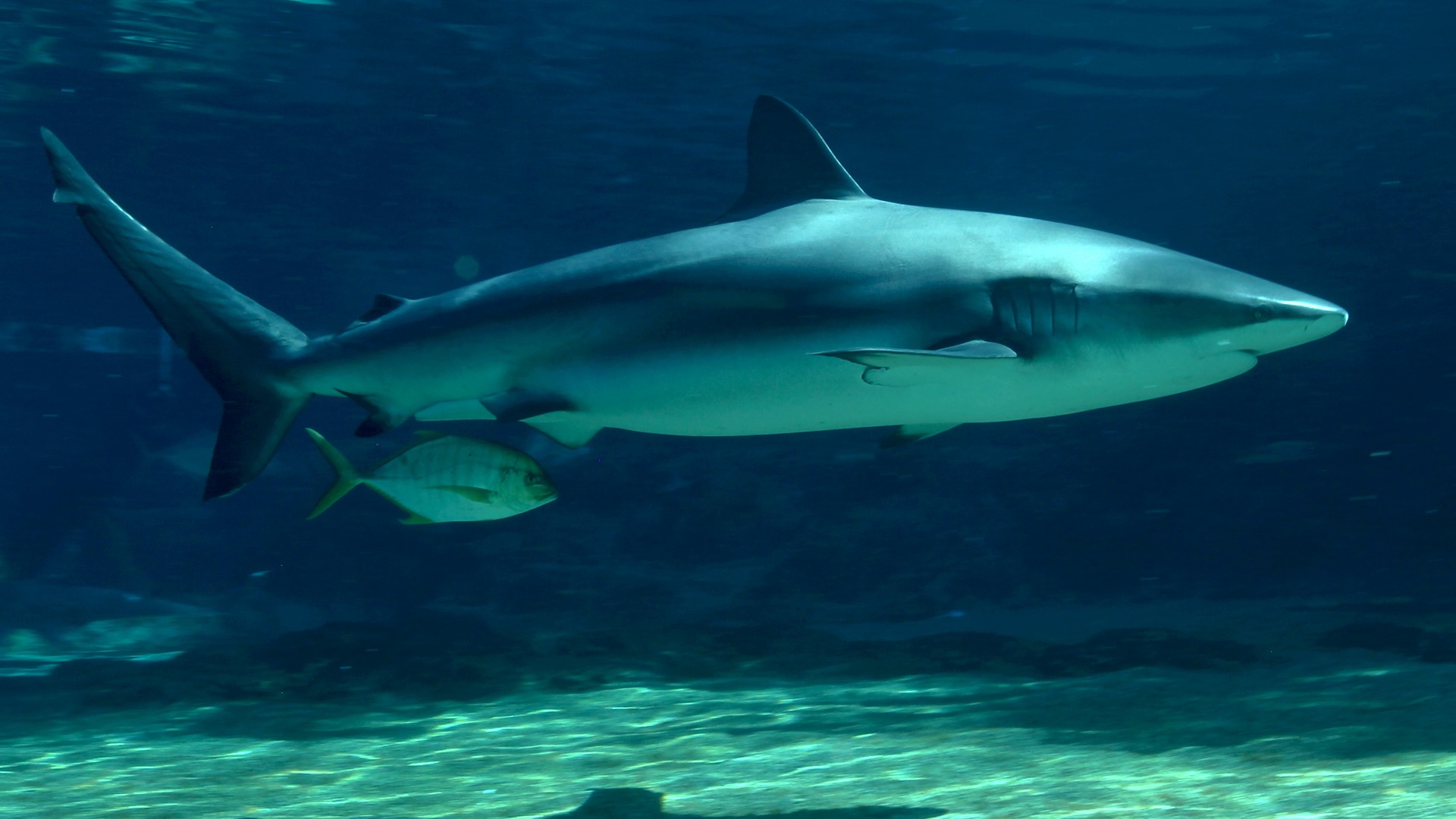 A large shark swims in clear blue water with a smaller fish alongside it near the ocean floor.