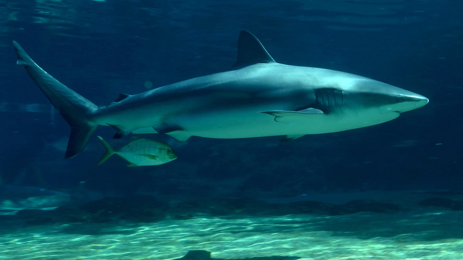 A large shark swims in clear blue water with a smaller fish alongside it near the ocean floor.
