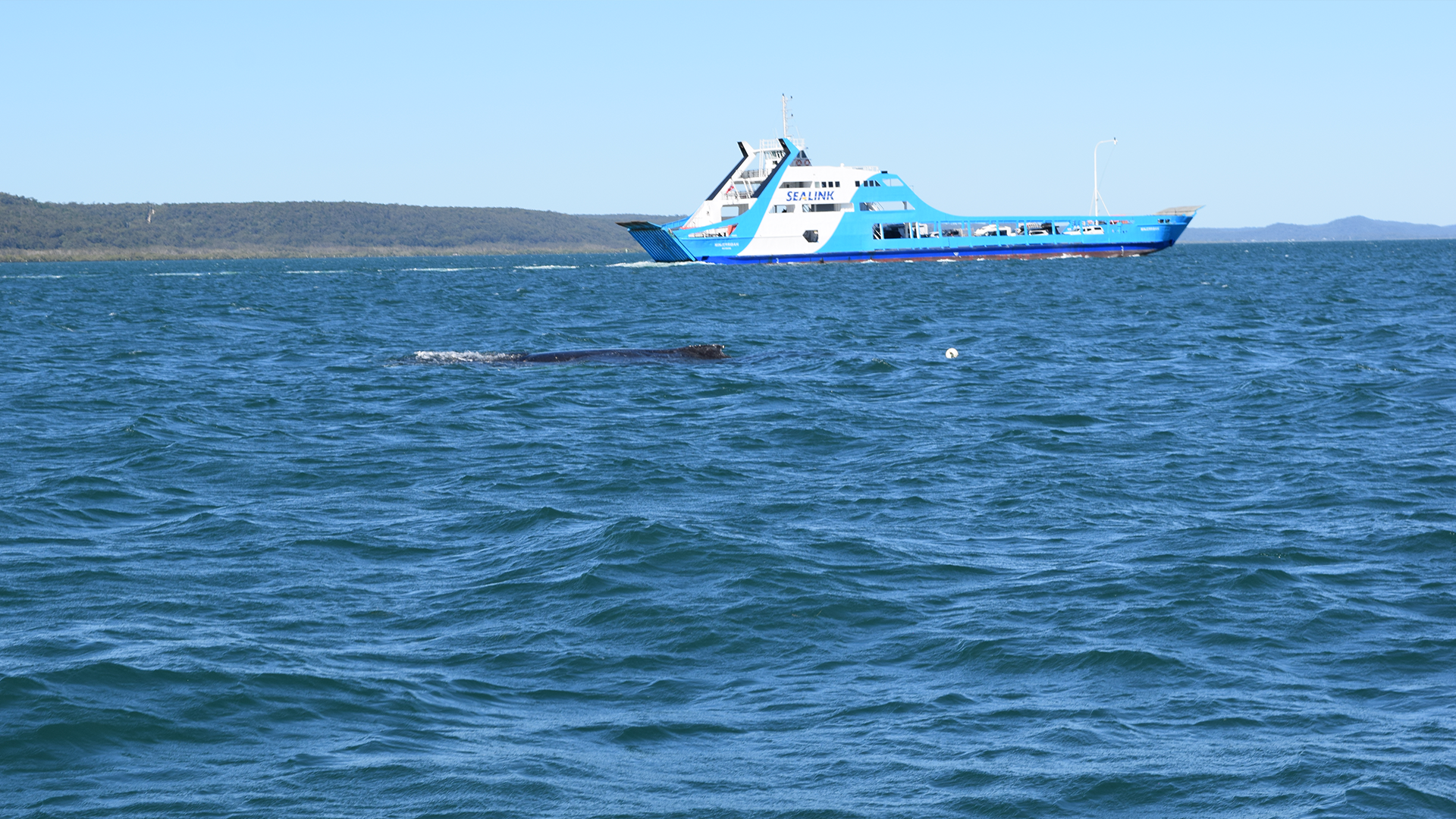 A blue and white ferry crosses a calm, open body of water with distant land in the background. In the foreground, the dark back of a whale is visible just above the water’s surface.