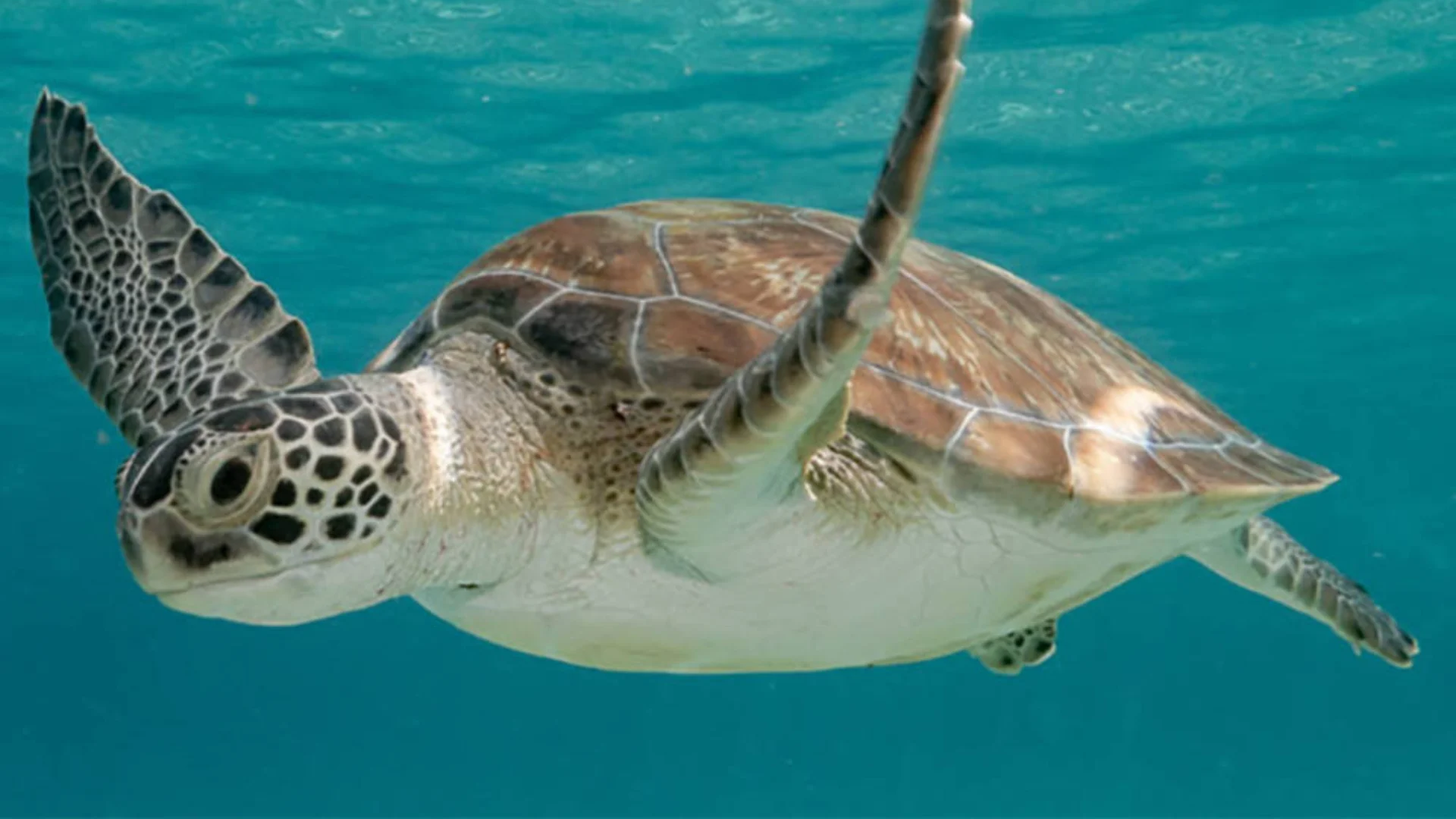 A green sea turtle swimming underwater in clear blue water.