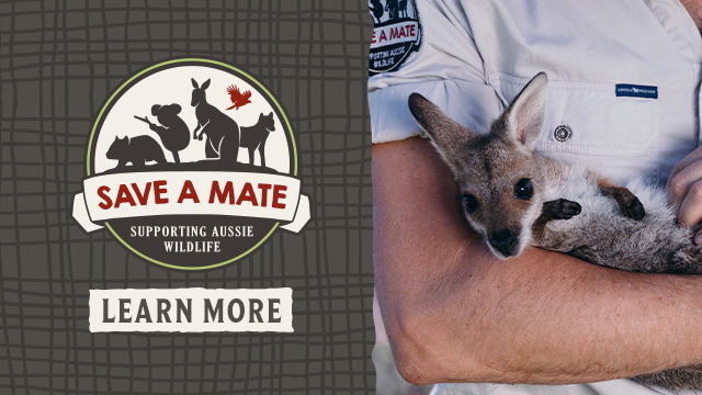 A person holds a young kangaroo. Next to them is a logo reading "Save a Mate, Supporting Aussie Wildlife" with a "Learn More" button.