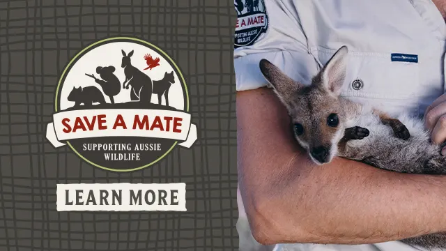 A person holds a young kangaroo. Next to them is a logo reading "Save a Mate, Supporting Aussie Wildlife" with a "Learn More" button.