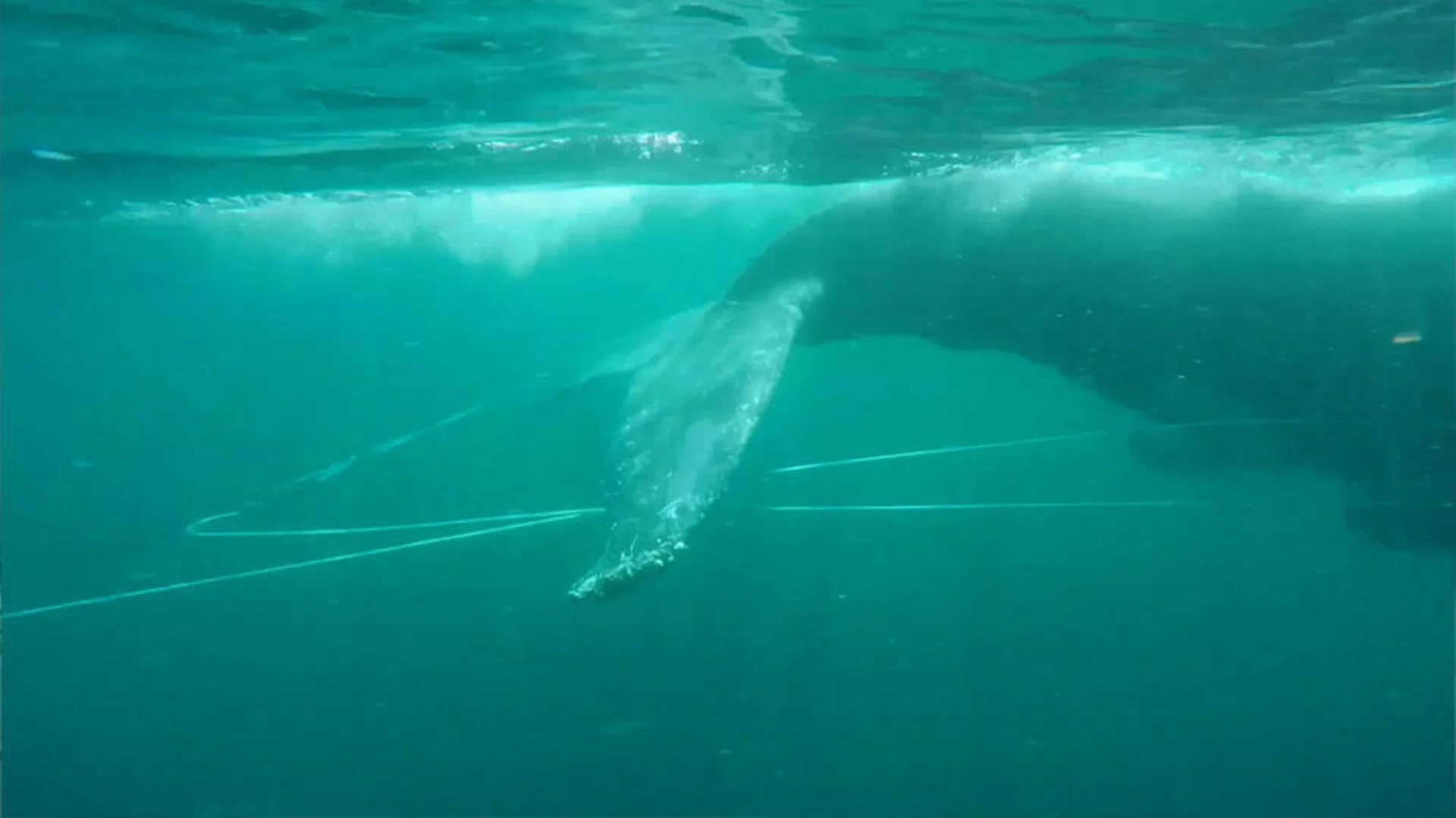 A whale swims underwater with its tail tangled in thin, white lines, likely from fishing gear or marine debris.
