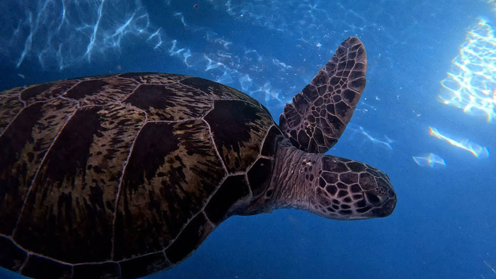 A sea turtle swims underwater with sunlight filtering through the blue water above.
