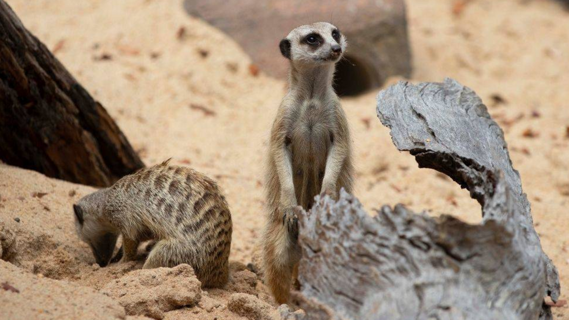 Two meerkats are pictured on sandy ground; one stands upright and alert while the other digs in the sand with its head lowered.
