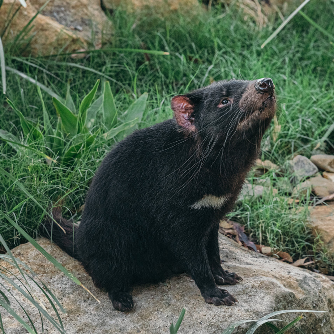 A Tasmanian devil with black fur and a white patch on its chest sits on a rock surrounded by green grass and plants, looking upwards.