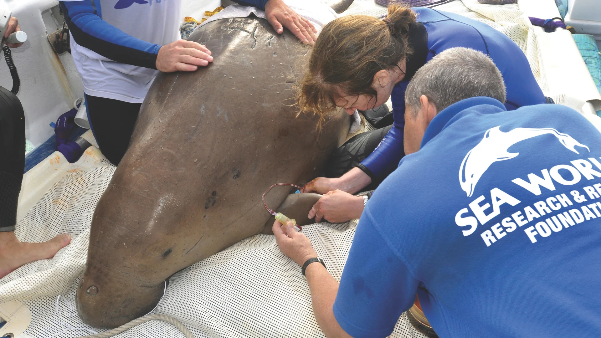 Researchers in wetsuits surround a large marine mammal, likely a manatee or dugong, on a boat. They are examining or treating its fin. One person wears a shirt with "SEA WORK RESEARCH & FOUNDATION" on the back.