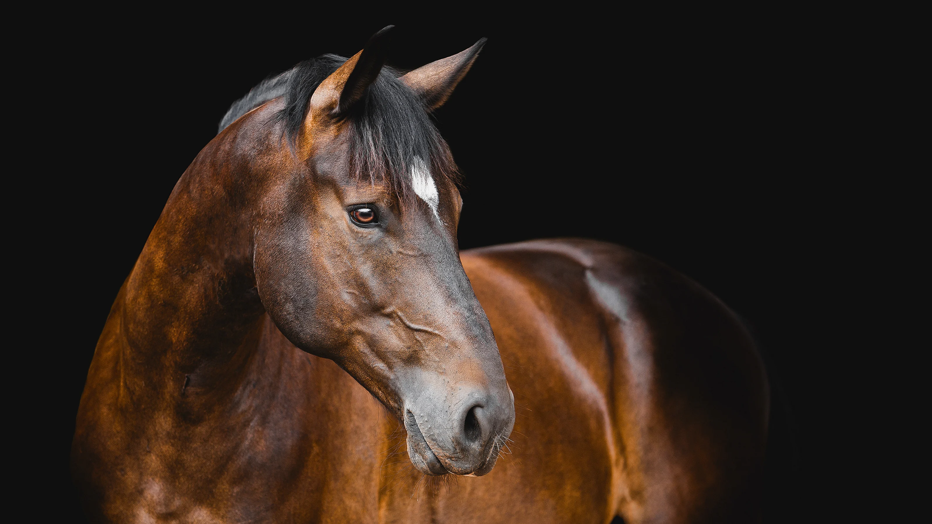 Mastery of The Horse will return in 2025. Join us under the iconic red roof of Australian Outback Spectacular for an unforgettable 3 Day seminar featuring five distinguished Horse Masters. Forge a deep connection with each presenter as they guide you through insightful and developmental sessions, culminating in a comprehensive horsemanship experience.