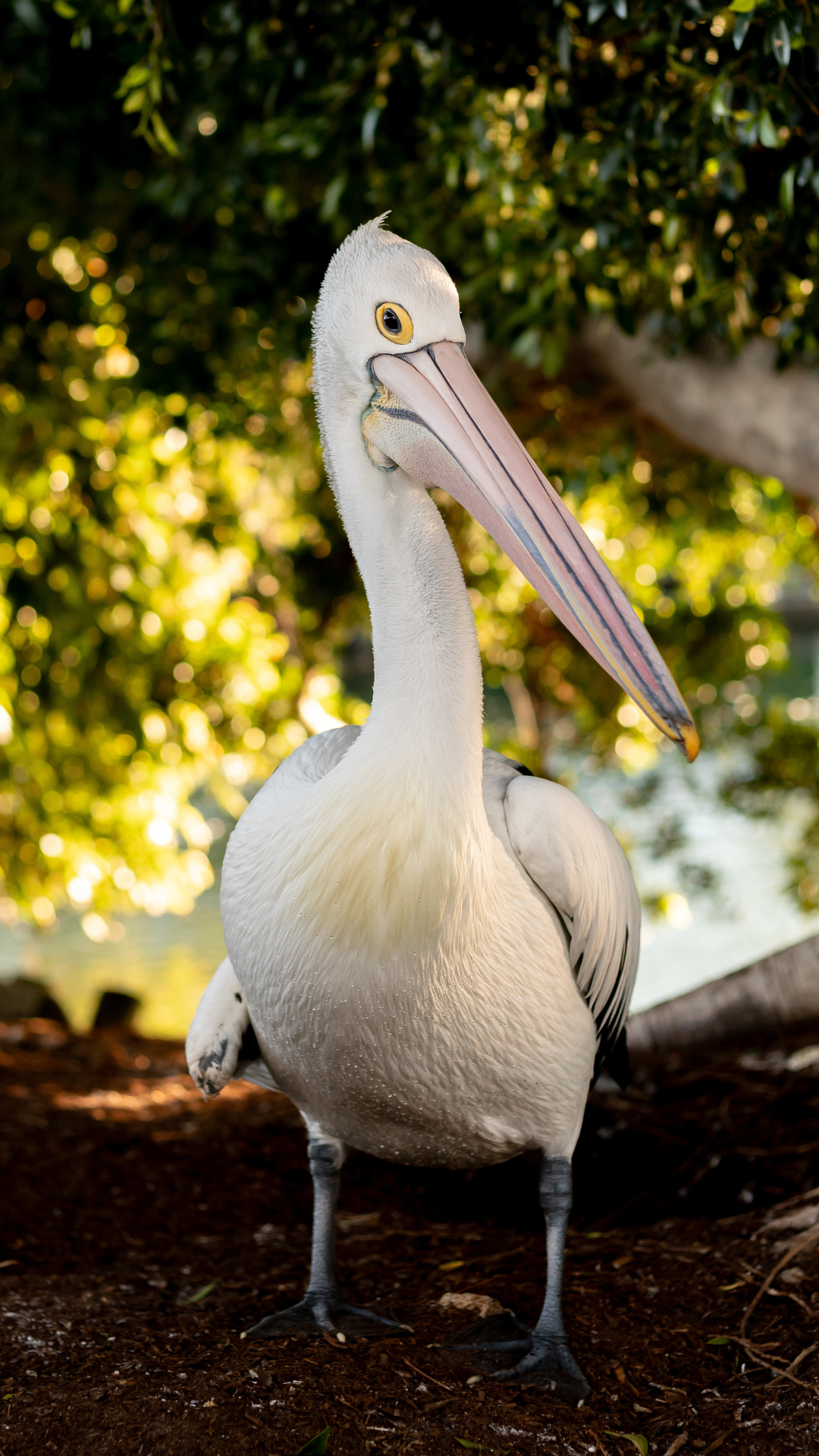 A white pelican with a long, pale pink bill stands on the ground in dappled sunlight, with green foliage and water in the blurred background.