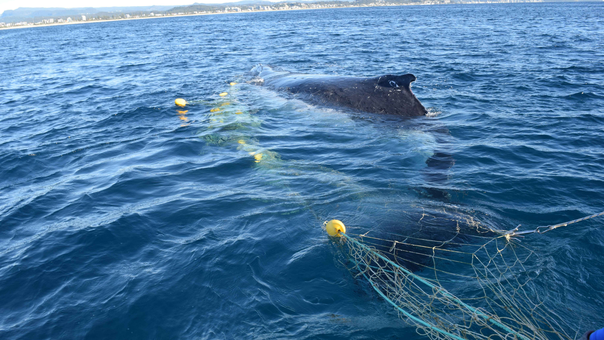 A whale is entangled in a fishing net floating in the ocean, with yellow buoys attached. The coastline and distant mountains are visible under a clear sky.