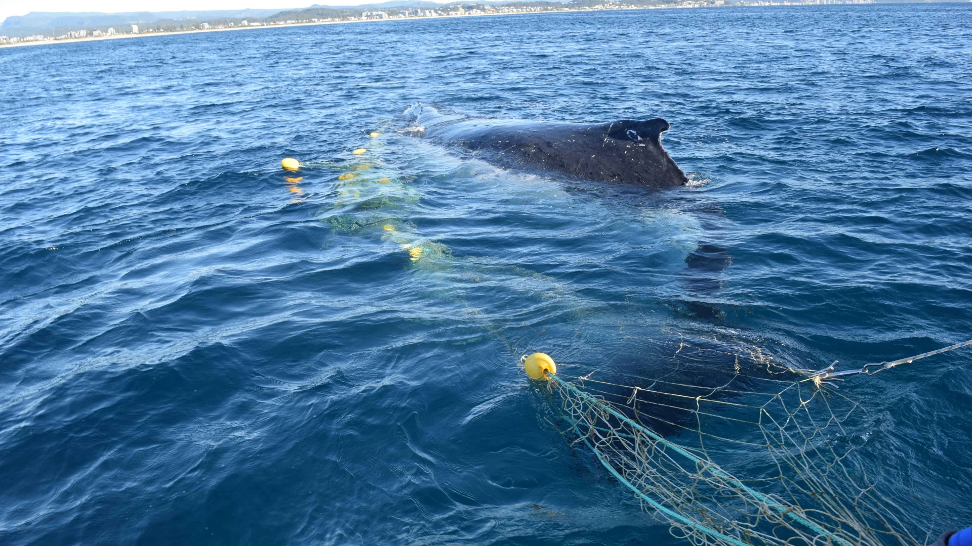 A whale is entangled in a fishing net floating in the ocean, with yellow buoys attached. The coastline and distant mountains are visible under a clear sky.