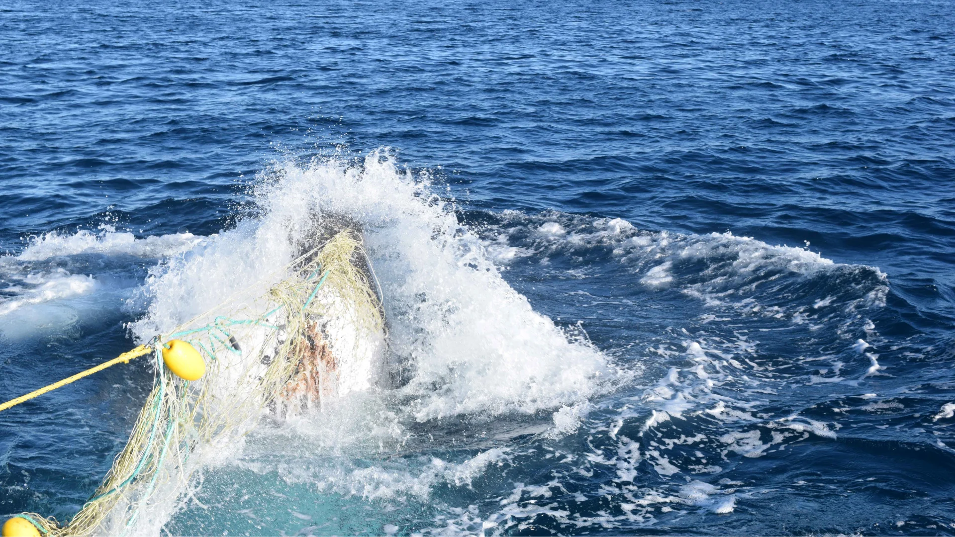 A whale entangled in fishing nets splashes at the ocean surface, surrounded by choppy blue water under a clear sky.