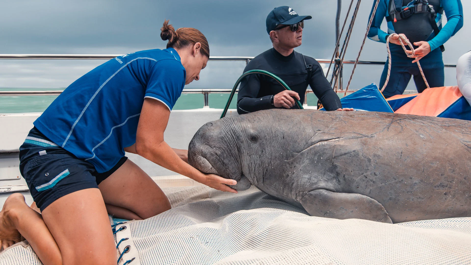 Three people on a boat tend to a large dugong, lying on a white mat. One person is kneeling, gently holding the animal's head. The others assist nearby.