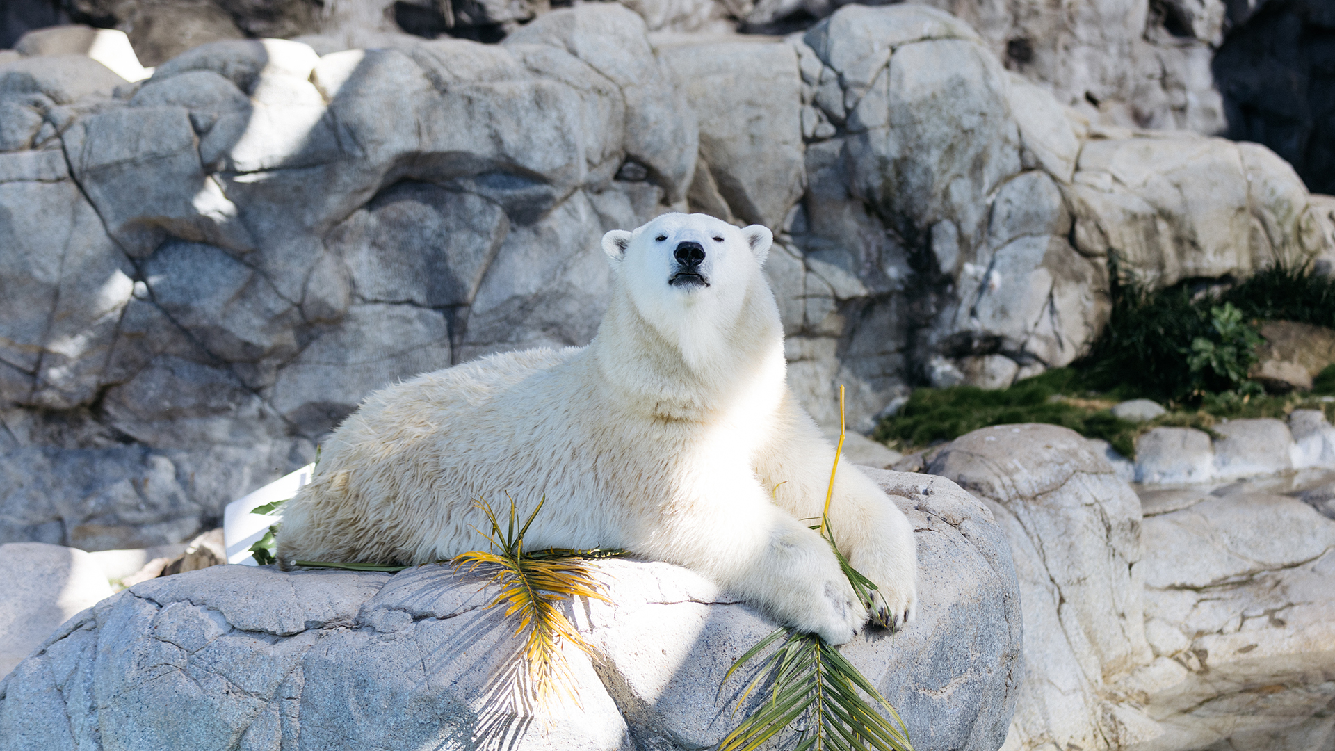 A polar bear is lying on a large rock in front of a rocky backdrop, with some greenery and yellowish leaves around it.