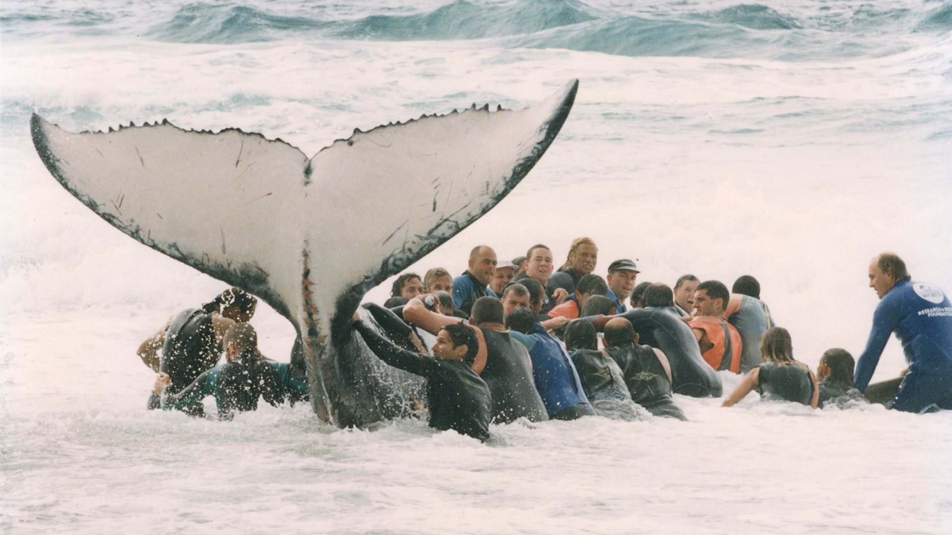 A group of people in wetsuits work together in shallow ocean water to help a stranded whale, holding onto its large tail as waves crash around them.