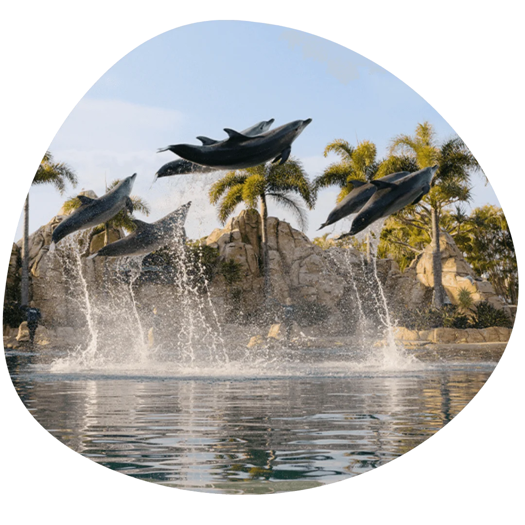 Four dolphins leap out of the water in unison against a backdrop of palm trees and rocks, under a clear blue sky at Sea World.