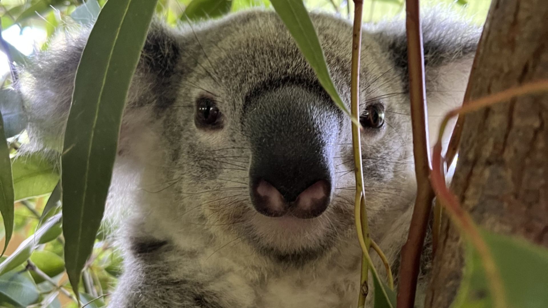A close-up of a koala surrounded by green leaves, clinging to a tree branch, looking directly at the camera.