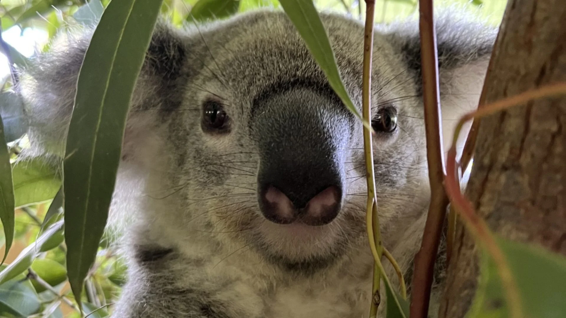 A close-up of a koala surrounded by green leaves, clinging to a tree branch, looking directly at the camera.