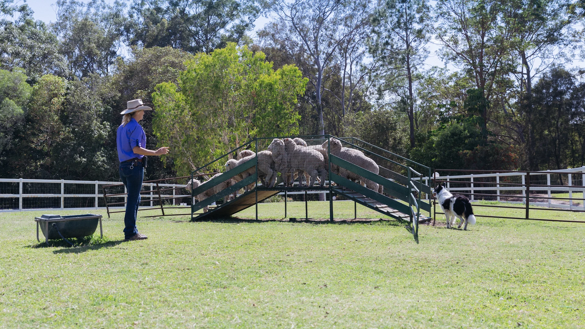 A person and a dog are herding a group of sheep over a small ramp in a grassy, fenced outdoor area with trees in the background.