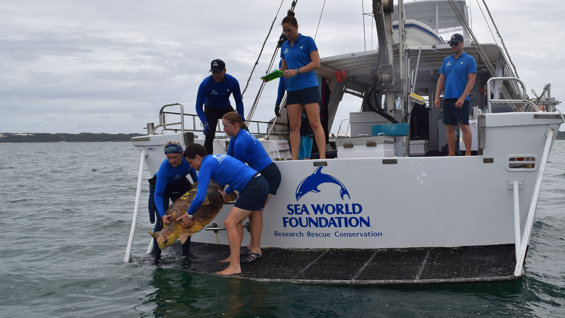 People in blue uniforms release a sea turtle from a boat labeled "Sea World Foundation" into the ocean.