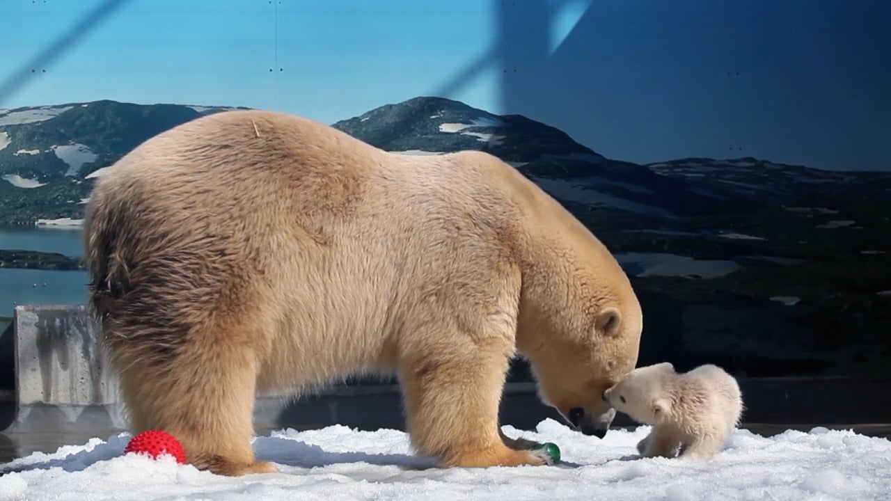 An adult polar bear and a cub stand on snow indoors, touching noses, with a red toy nearby and a painted mountain backdrop behind them.