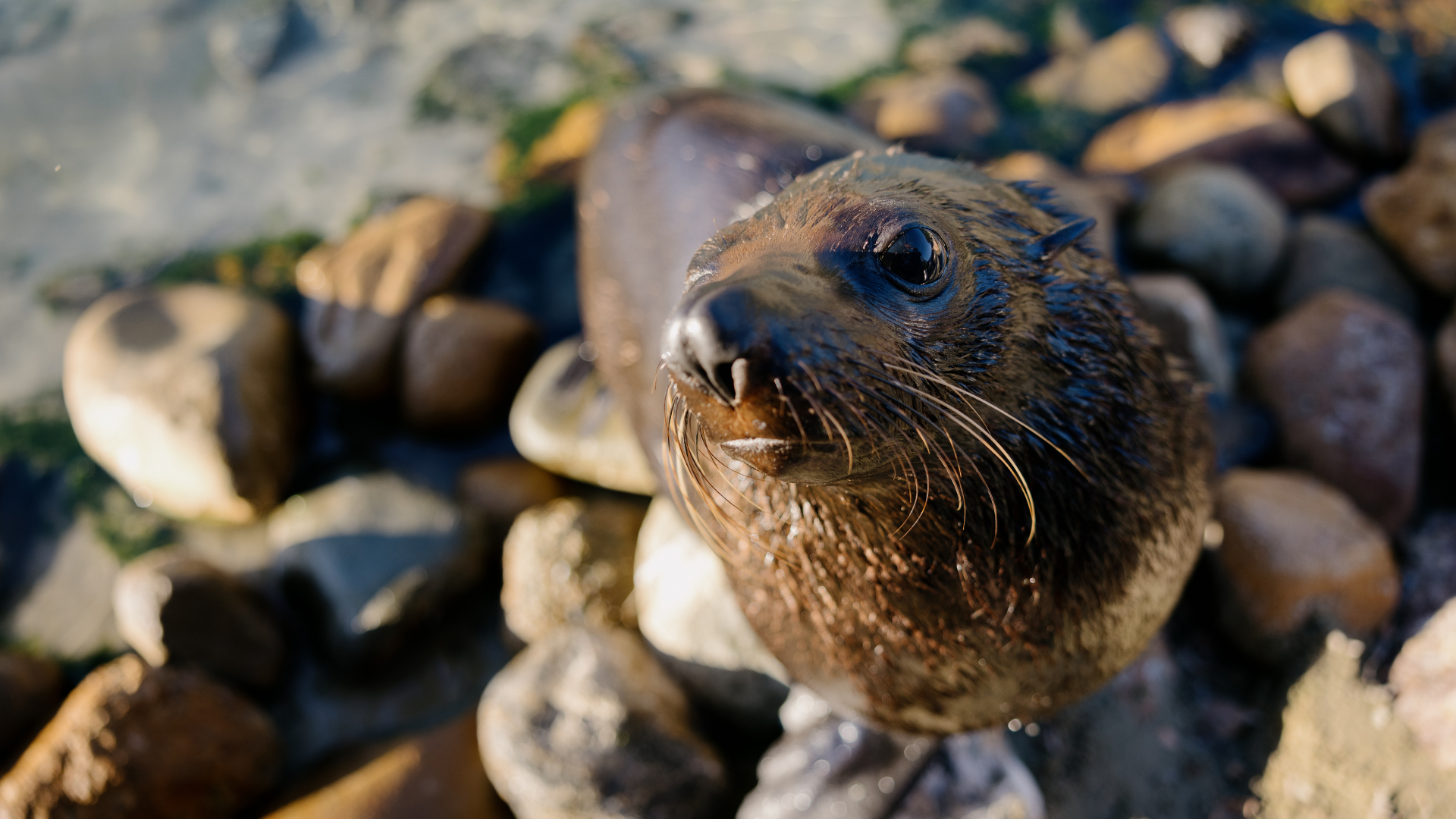 A close-up of a wet seal looking up while sitting on rocks near the water's edge.