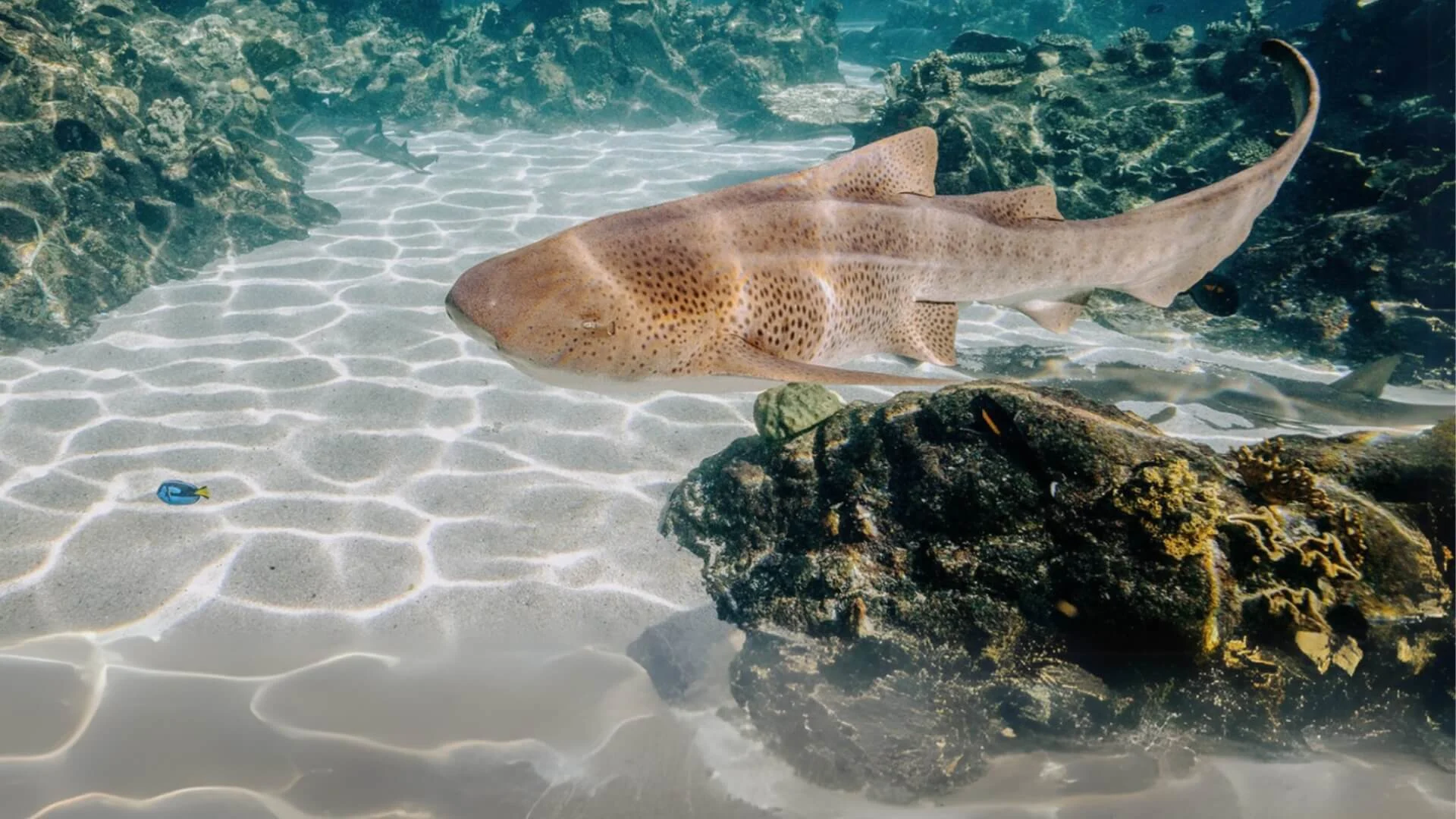A shark swims gracefully over a sunlit, sandy ocean floor with rocks and coral.