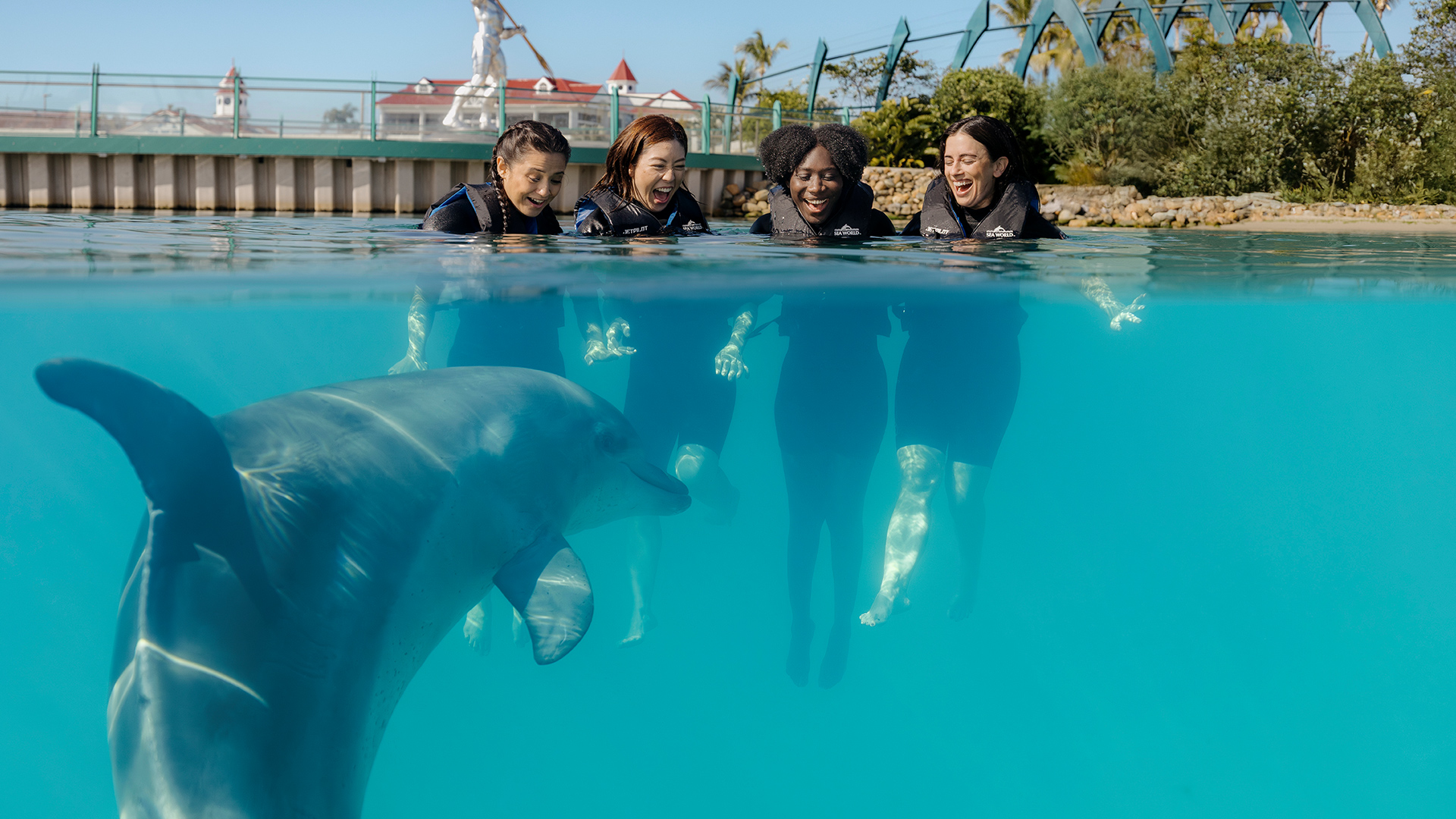 Four people in wetsuits stand in shallow, clear blue water, smiling and interacting with a dolphin swimming in front of them. The background includes greenery, a fence, and distant buildings.