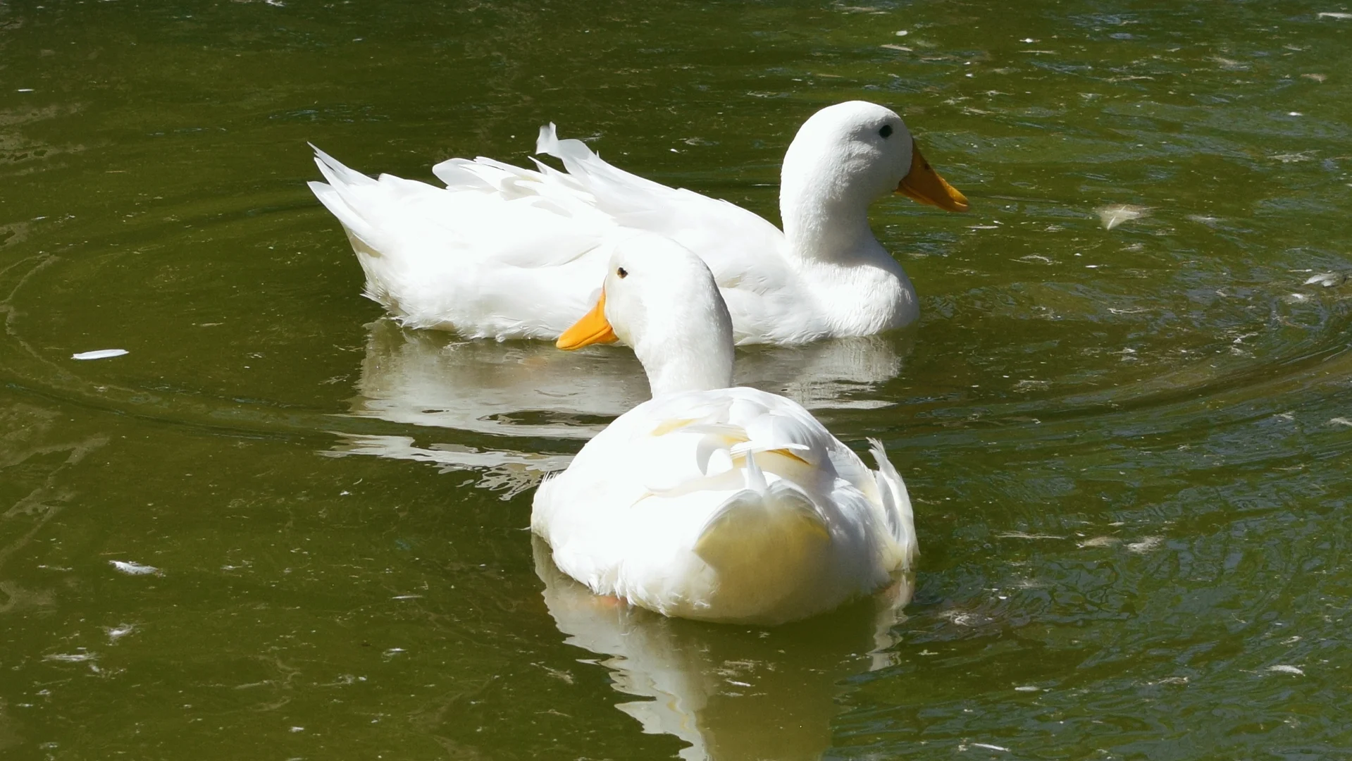 Two white ducks with yellow beaks swimming in greenish water, facing opposite directions.
