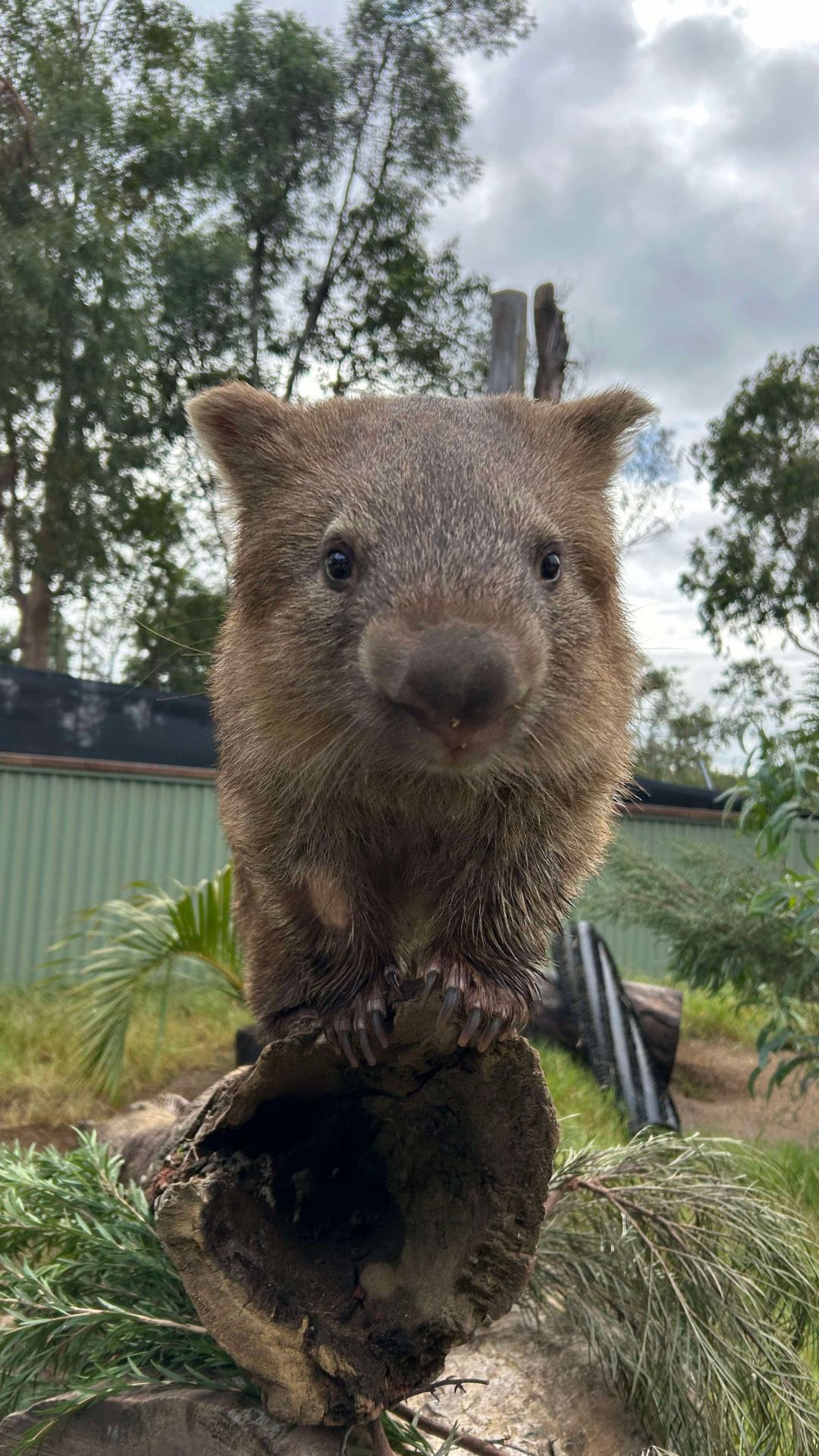 A close-up photo of a wombat standing on a log, looking directly at the camera, with greenery and a fence in the background under a cloudy sky.
