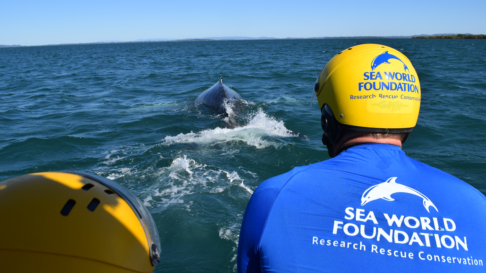 Two people in yellow helmets and blue "Sea World Foundation" shirts watch a dolphin swimming ahead of them in the ocean, with the coastline visible in the distance.