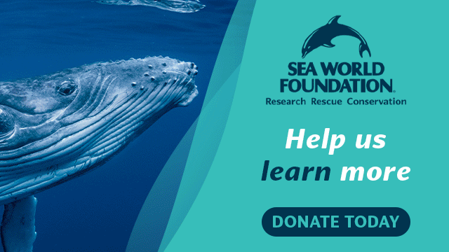 Close-up of a whale underwater next to Sea World Foundation logo and the text "Help us learn more. Donate today.