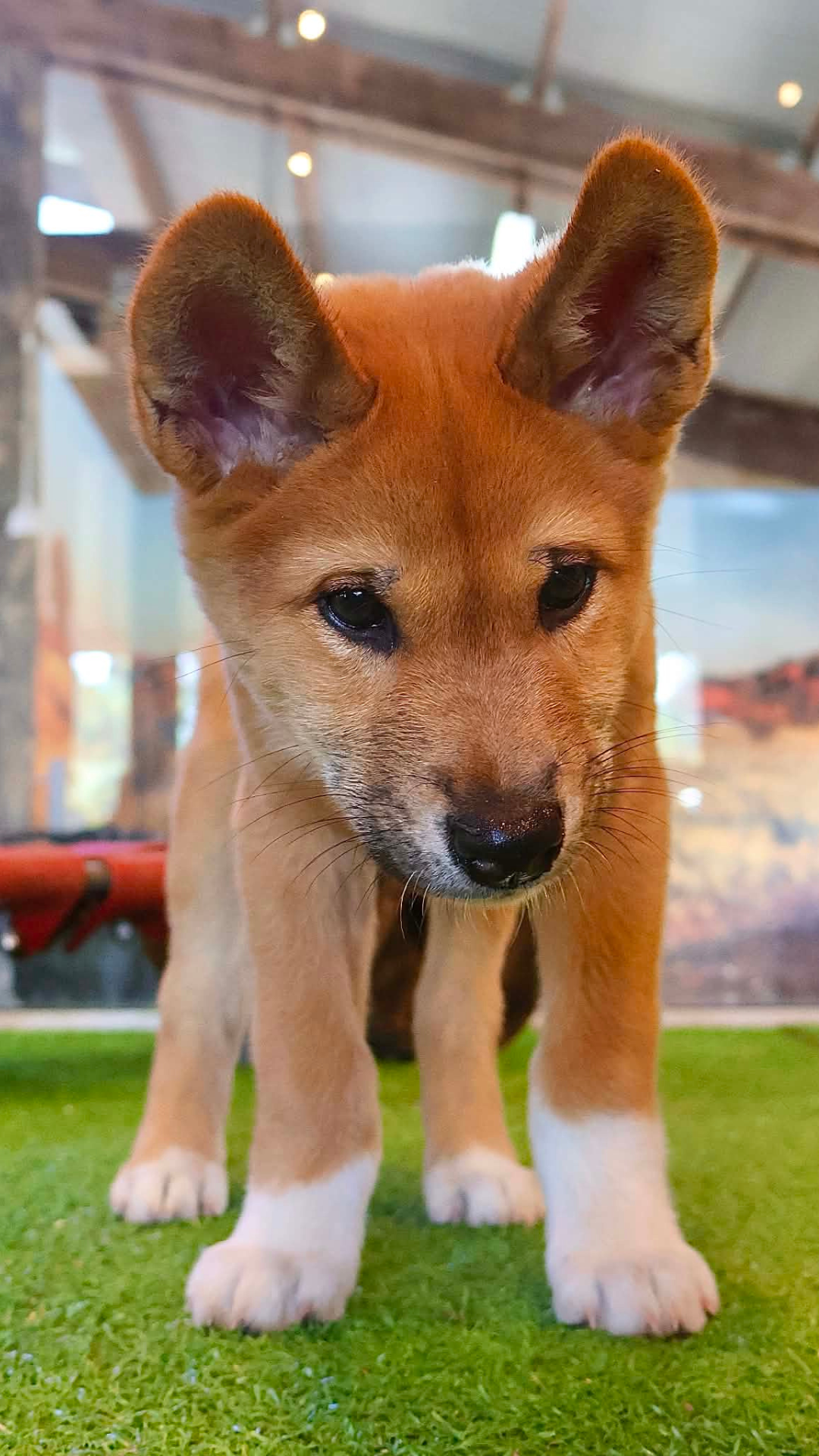 A close-up of a young brown puppy with white paws, standing on green turf and looking curiously at the camera indoors.