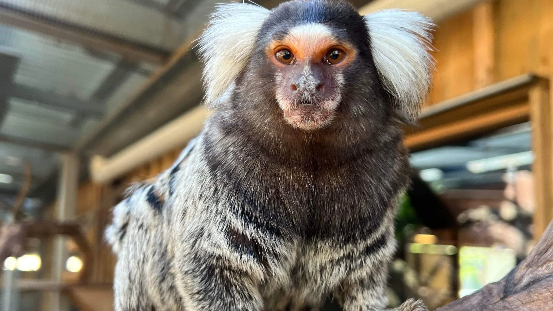 A common marmoset with white ear tufts and a bushy tail stands on a tree branch inside an enclosure, looking directly at the camera.