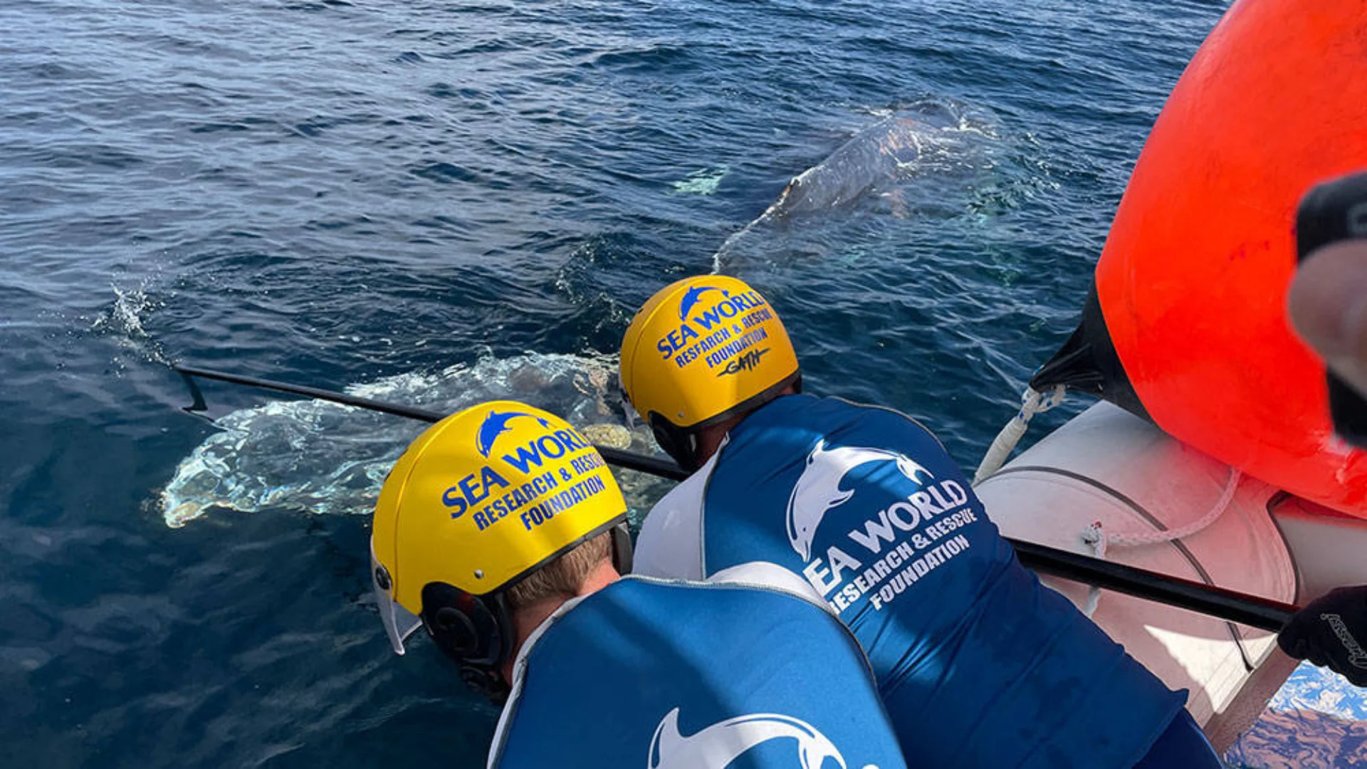 Two Sea World rescue team members in helmets lean over a boat, working near a whale partially visible in the water.