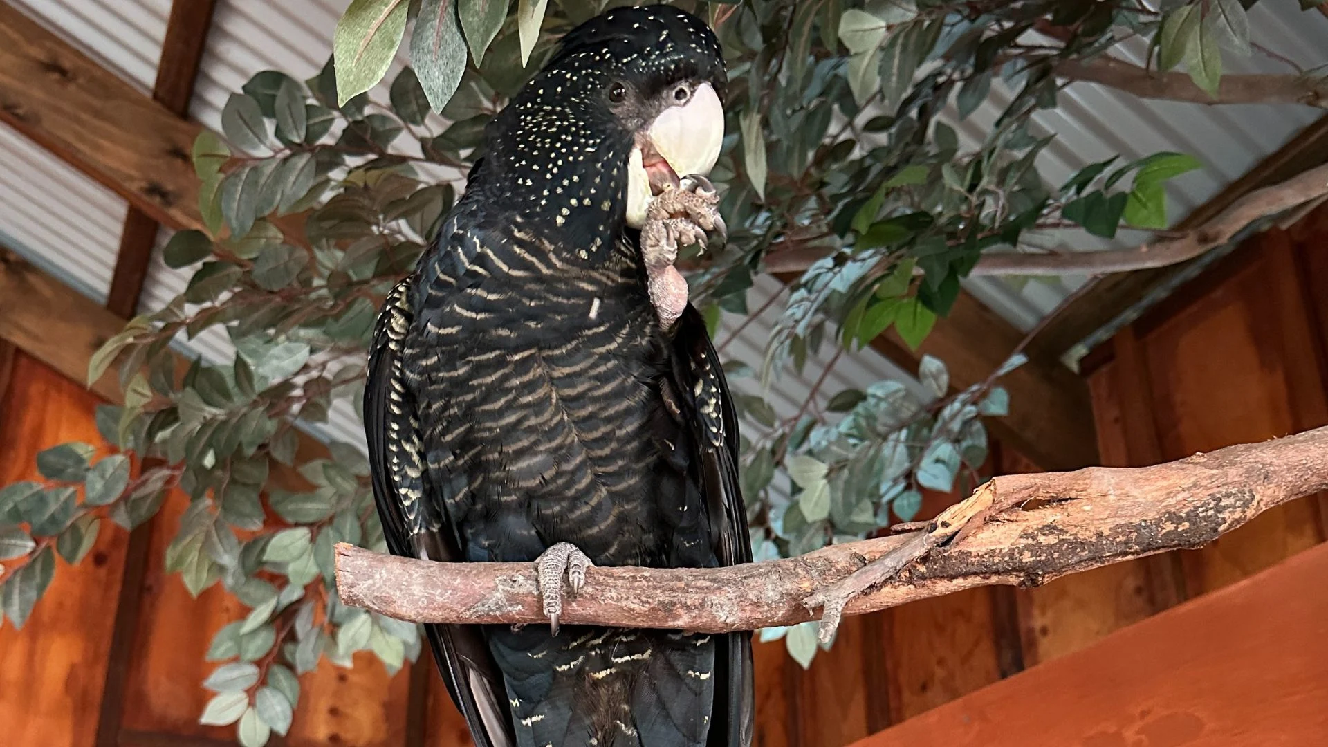 A black cockatoo with white spots on its feathers perches on a branch indoors, holding food in its claw. Green leaves and a wooden ceiling are visible in the background.