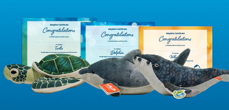 Three plush toys—a turtle, a dolphin, and a whale—are displayed in front of three adoption certificates with a blue background.