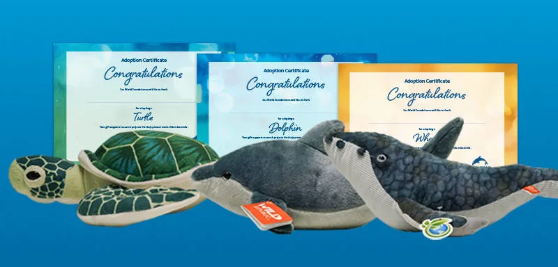Three plush toys—a turtle, a dolphin, and a whale—are displayed in front of three adoption certificates with a blue background.