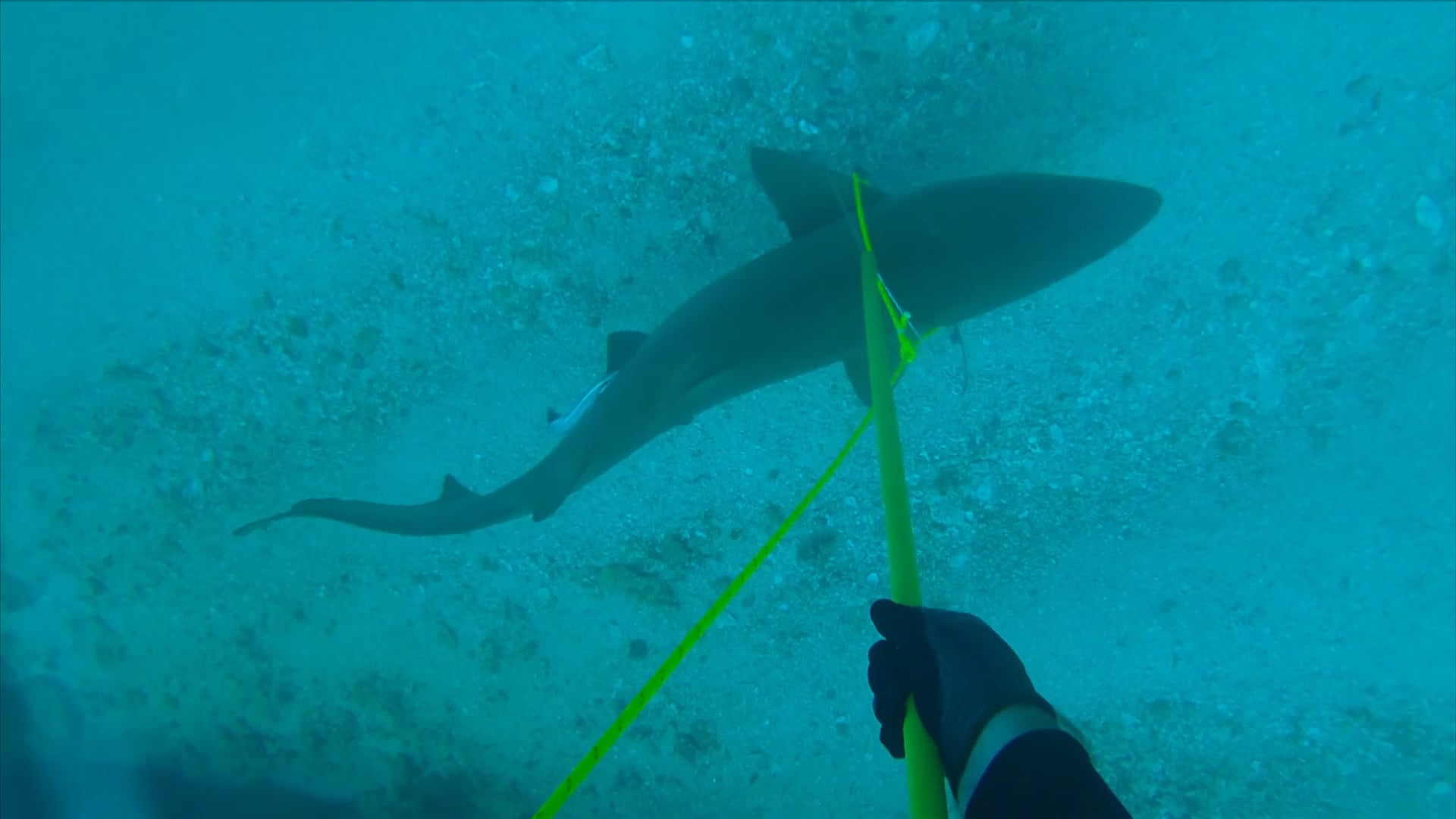 A person in a wetsuit holds a yellow pole near a shark swimming along the ocean floor.