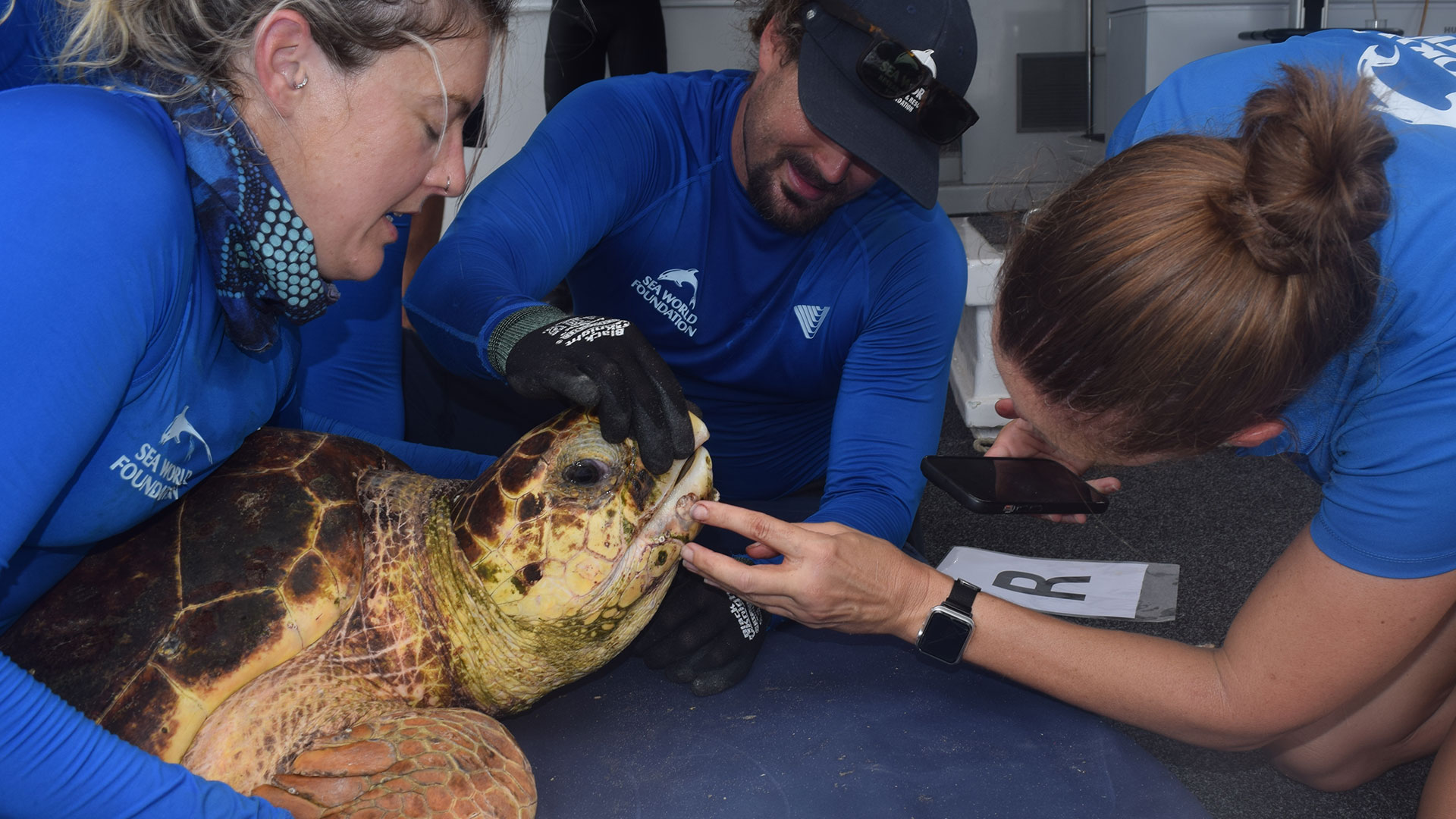 Three people in blue shirts examine a large sea turtle, checking its mouth and head.